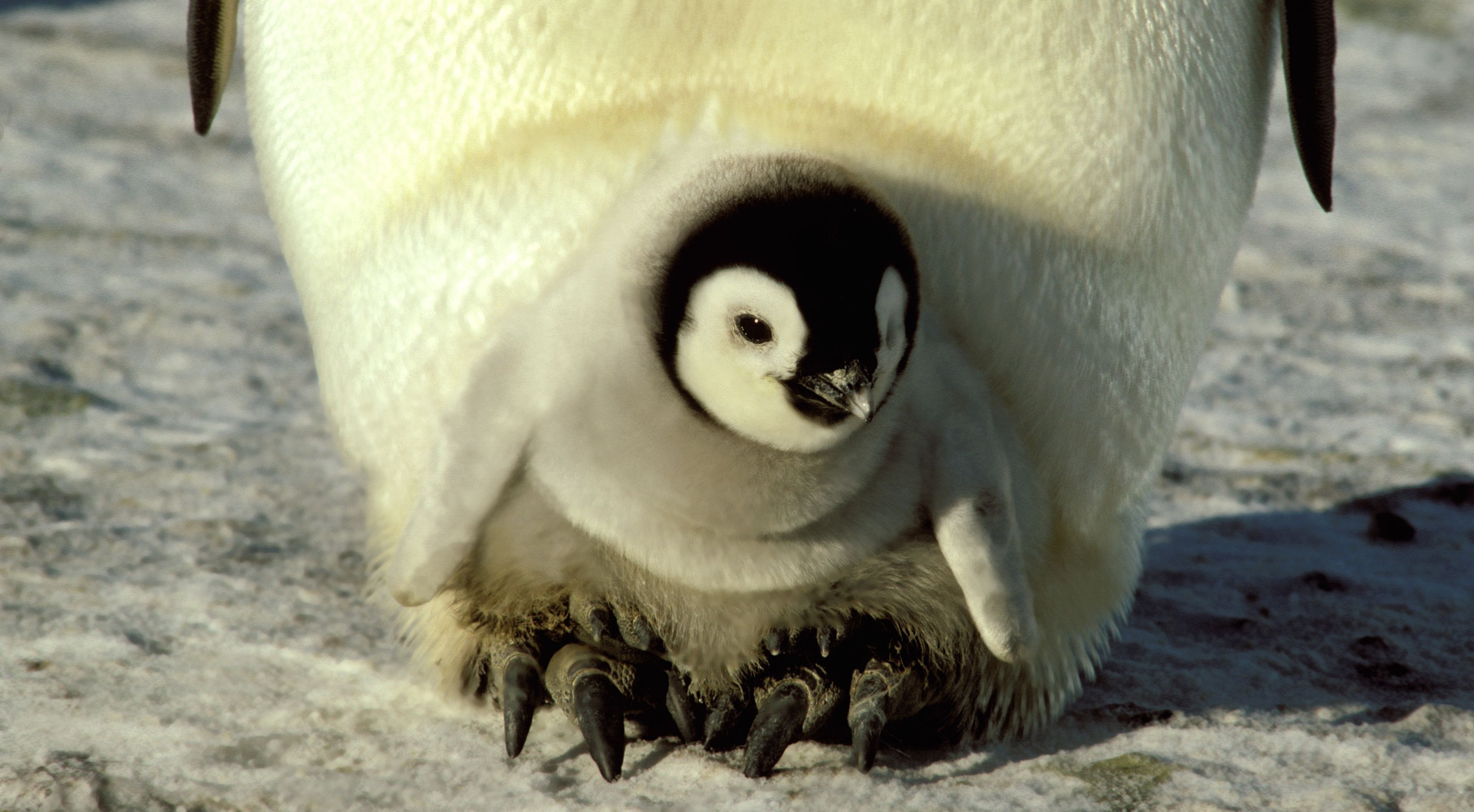 Resultado de imagen de pinguino protegiendo huevo