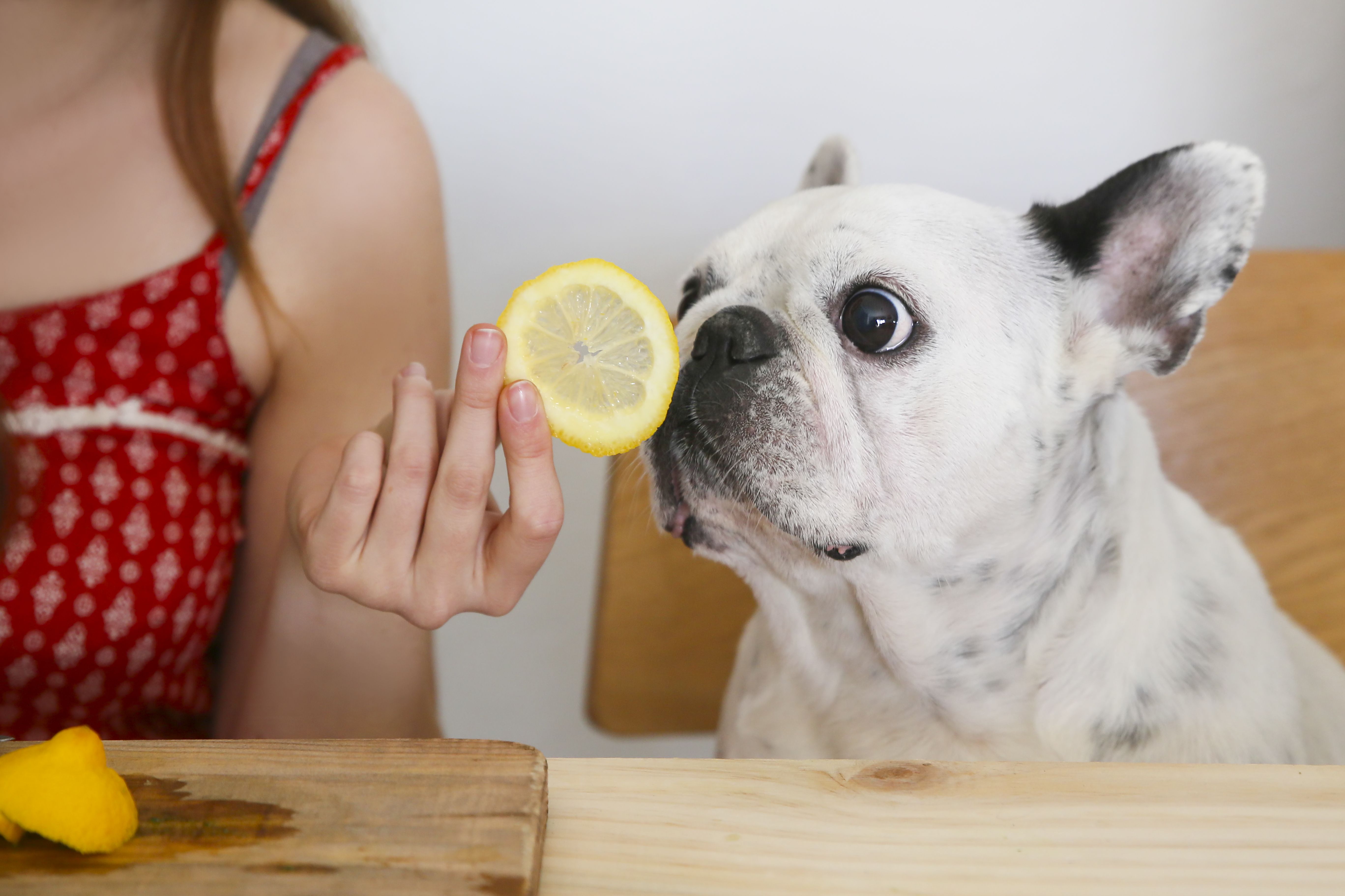 Bulldog oliendo una rodaja de limón