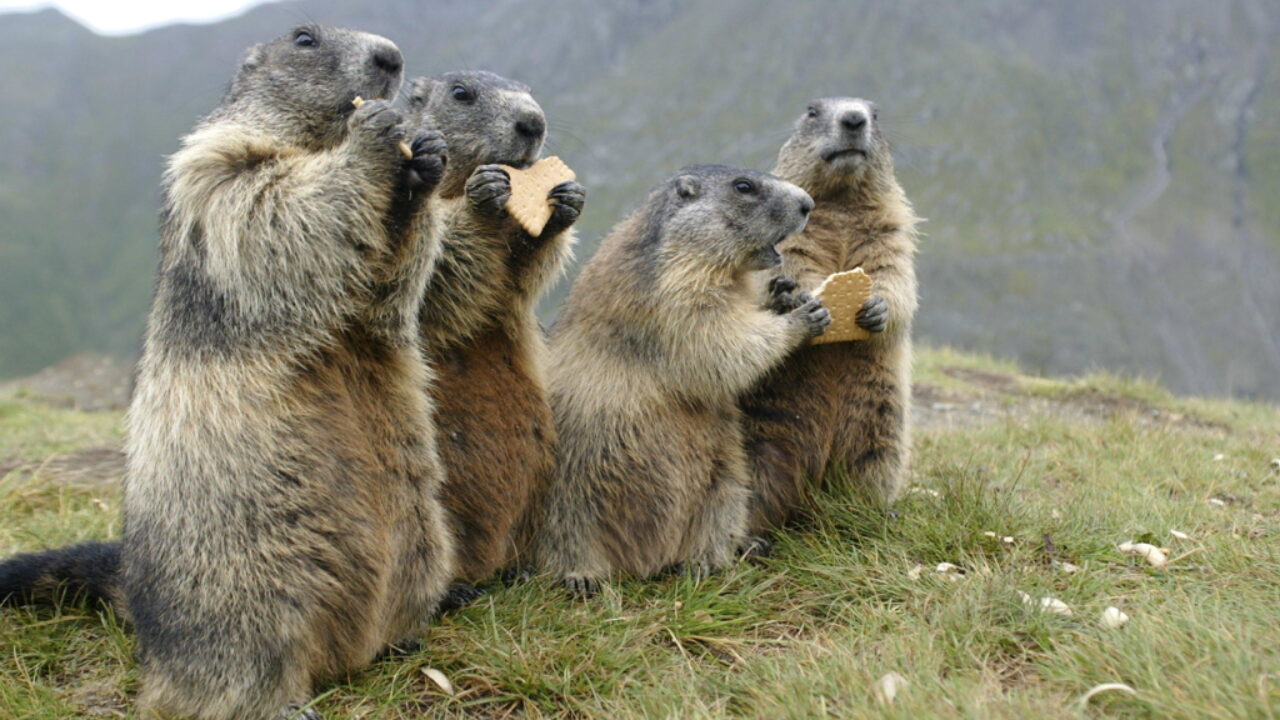 Qué comen las marmotas ?