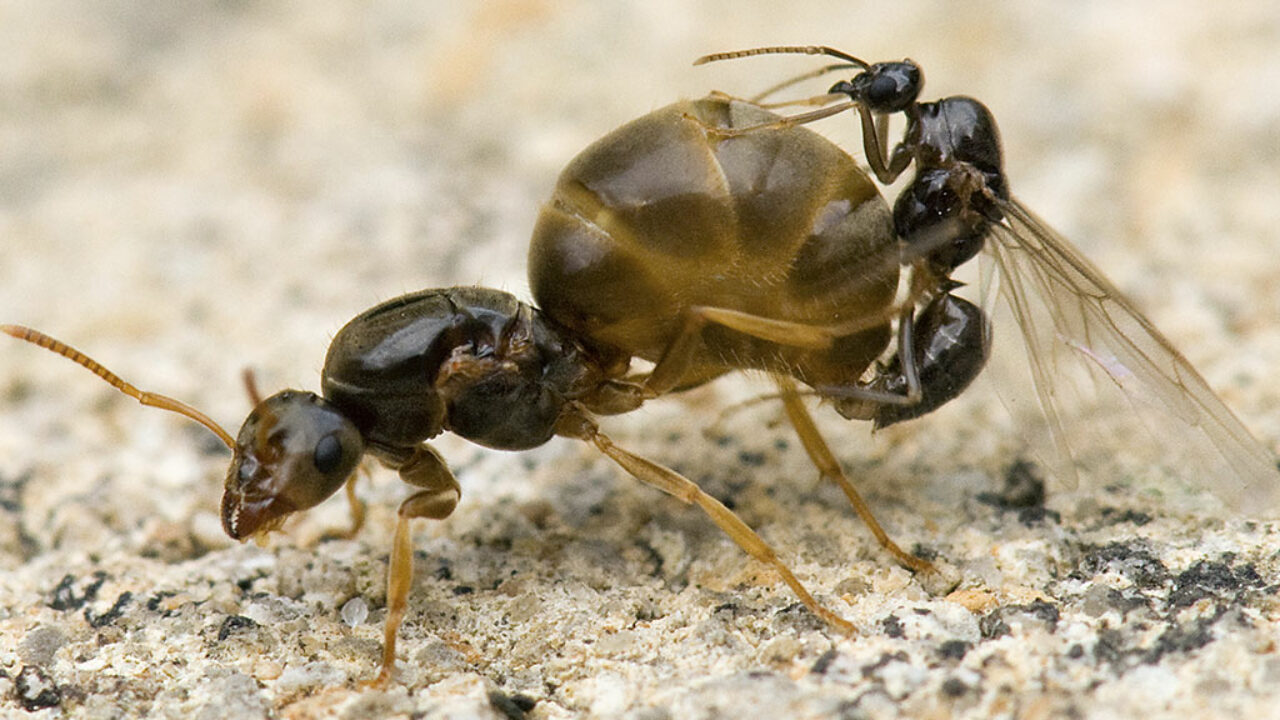 Cómo se aparean las hormigas