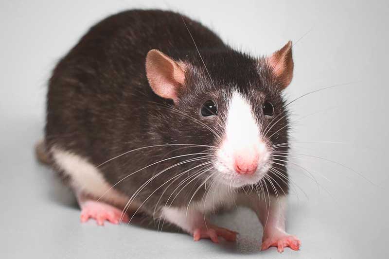 las-ratas-no-vomitan-y-eso-podria-ser-bueno-para-la-lucha-contra-el-cancer.jpg