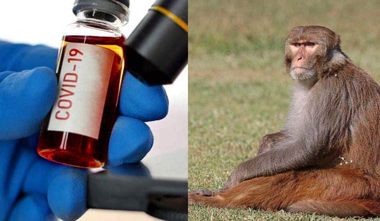Vídeo: Los monos que han robado sangre con coronavirus en la India