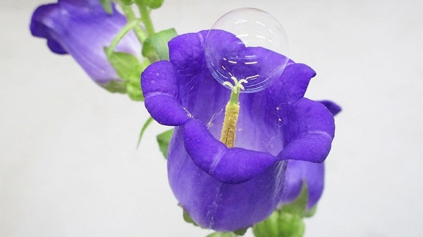 Polinizar flores con drones y pompas de jabón en lugar de abejas