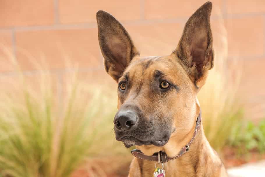 Perros entrenados detectan la COVID-19 en personas asintomáticas