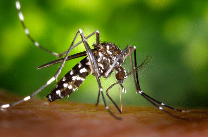 ¿Para qué quieren liberar 750 millones de mosquitos modificados genéticamente ?