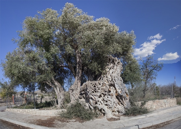 árboles singulares España