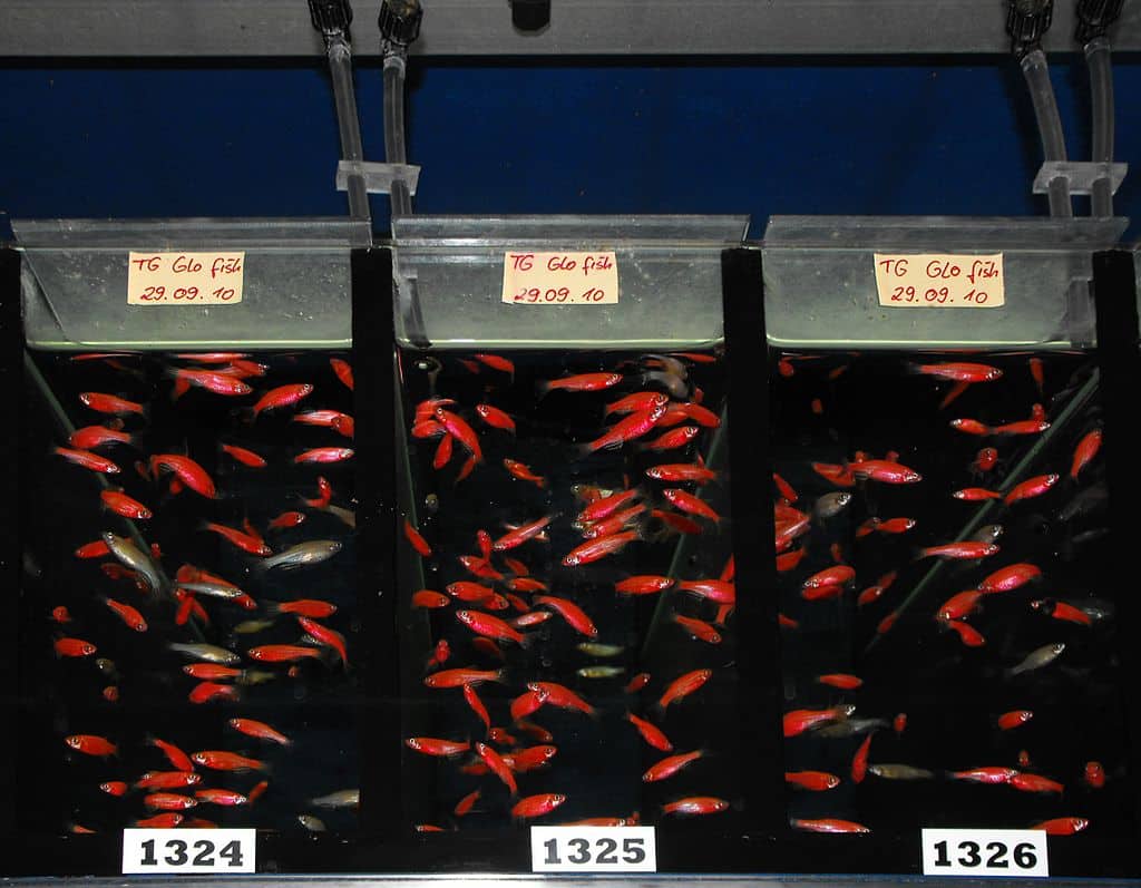 GloFish, peces mutados genéticamente