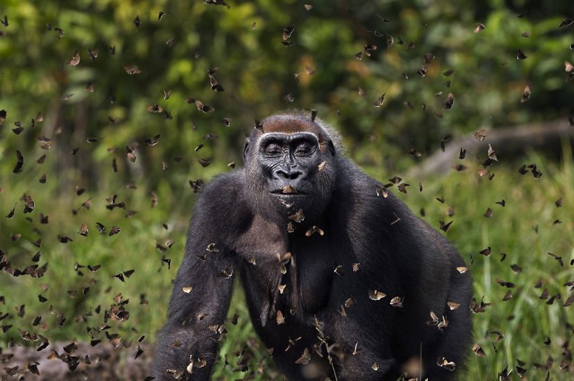 Un gorila entre mariposas, mejor foto de Nature Conservancy 2021