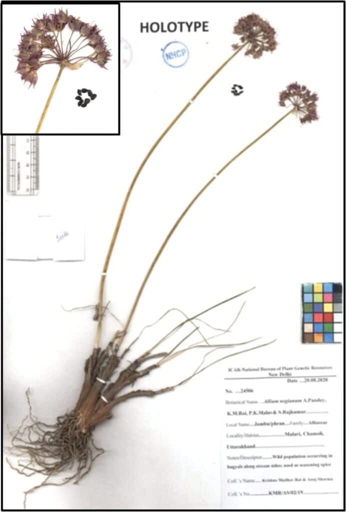 Nueva especie de cebolla Allium negianum 