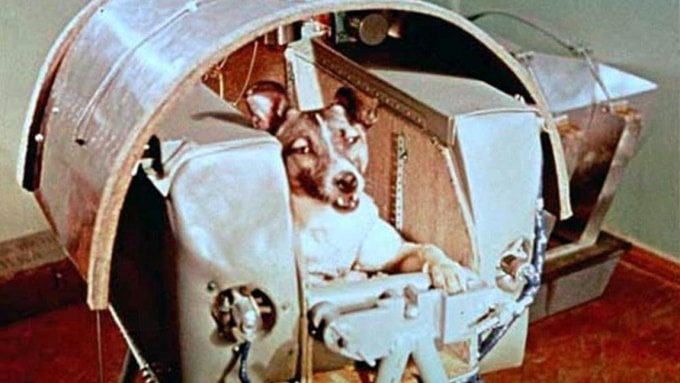 LAIKA THE DOG, MONKEYS AND TURTLES: A TRIBUTE TO ASTRONAUT ANIMALS